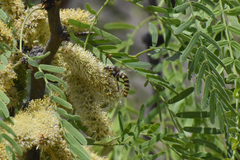 Opomydas townsendi