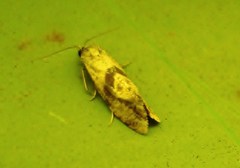 Cochylidia implicitana