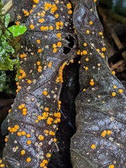Favolaschia calocera