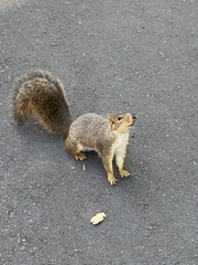 Sciurus niger