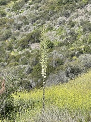 Hesperoyucca