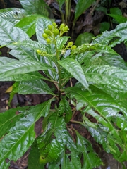 Pleuropetalum
