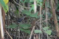 Myrmophylax atrothorax