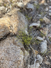 Chorizanthe brevicornu