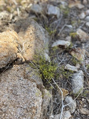 Chorizanthe brevicornu
