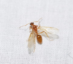 Notoncus spinisquamis