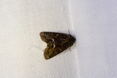 Oligia strigilis
