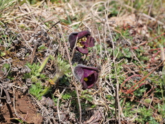 Pulsatilla rubra