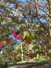 Loropetalum