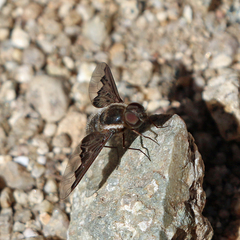 Hemipenthes seminiger
