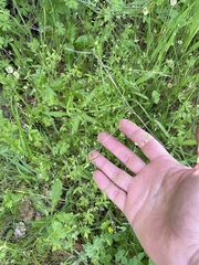 Ranunculus hebecarpus