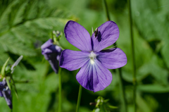 Viola cornuta