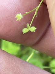Ranunculus hebecarpus