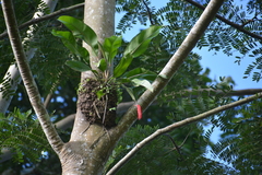 Anthurium gracile