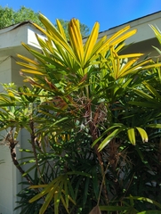 Rhapis excelsa