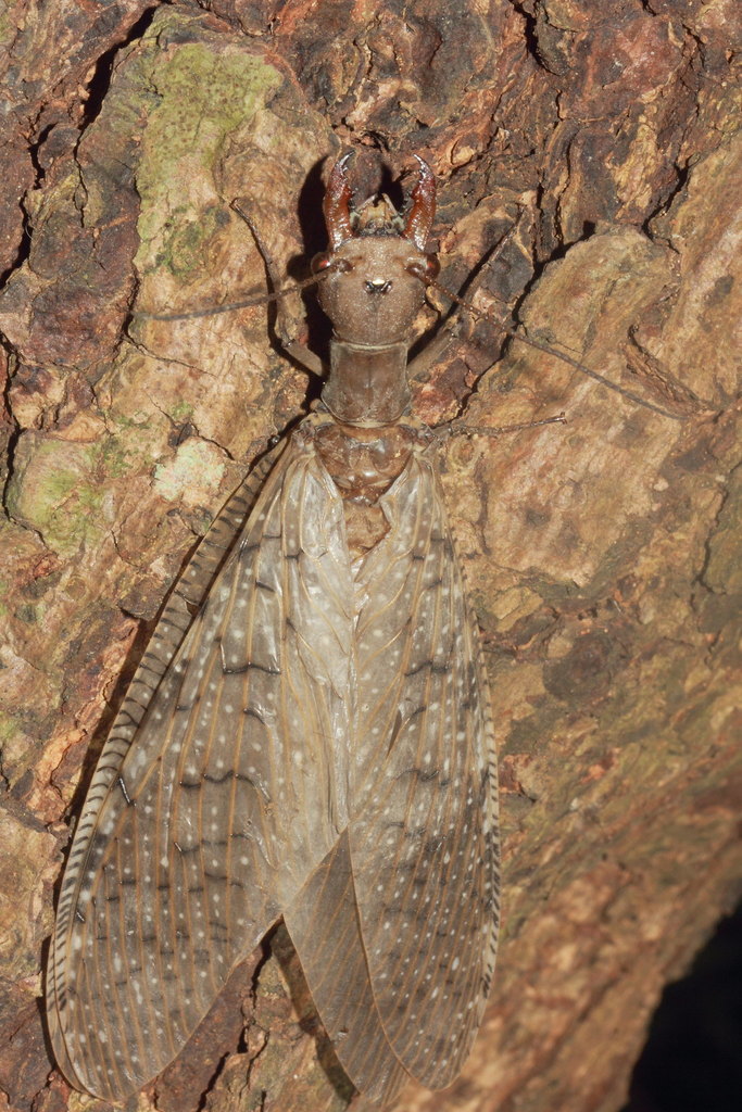 Corydalus luteus