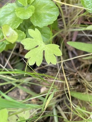 Ranunculus hebecarpus