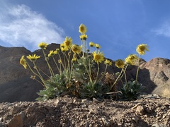Enceliopsis covillei