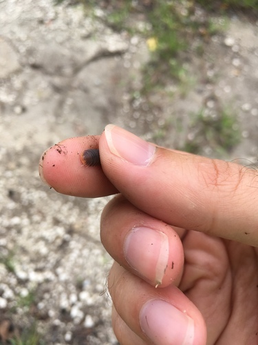 Cubaris murina