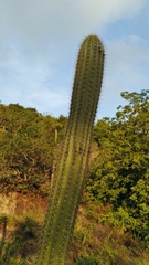 Pilosocereus catingicola salvadorensis