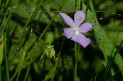 Viola cornuta