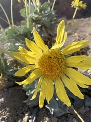 Enceliopsis covillei