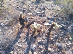 Cylindropuntia bigelovii