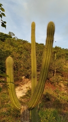 Pilosocereus catingicola salvadorensis