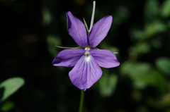 Viola cornuta