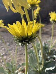 Enceliopsis covillei