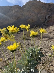 Enceliopsis covillei