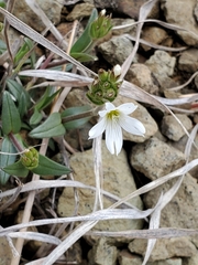 Cerastium velutinum