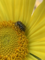 Enceliopsis covillei