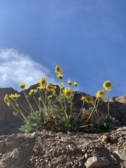 Enceliopsis covillei