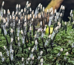 Xylaria carpophila