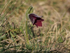 Pulsatilla rubra