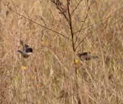 Curruca melanocephala