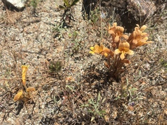 Aphyllon franciscanum