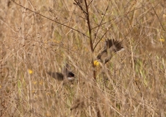 Curruca melanocephala