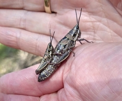 Monistria discrepans