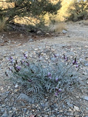 Astragalus casei