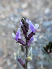 Astragalus casei