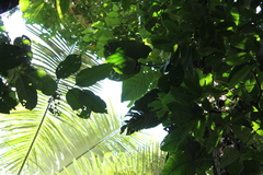 Socratea exorrhiza