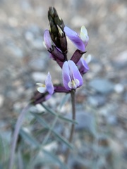 Astragalus casei