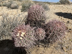 Homalocephala polycephala