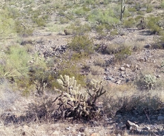 Cylindropuntia bigelovii