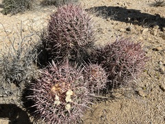 Homalocephala polycephala