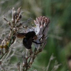 Xylocopa violacea