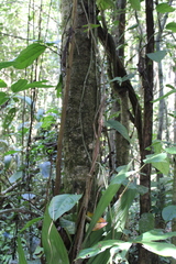 Socratea exorrhiza
