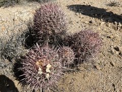 Homalocephala polycephala